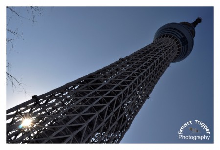 Tokyo Tree